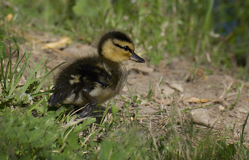 Provence 2014 +20140606_0919 als Smart-Objekt-1 Kopie.jpg - Auch die ganz Kleinen liefen vor unseren Füssen hin und her.